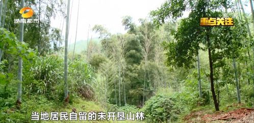  天才儿子神秘妈咪免费全集，一部热播短剧的魅力解读，天才儿子神秘妈咪，一部短剧的魅力解读--第1张
