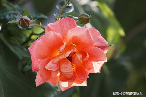  ，热播短剧逆袭人生之我的嘴巴开了光免费全集--第1张