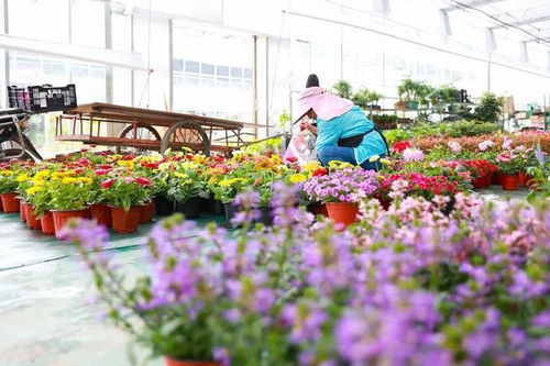  中国花卉报，引领花卉行业的权威媒体--第1张