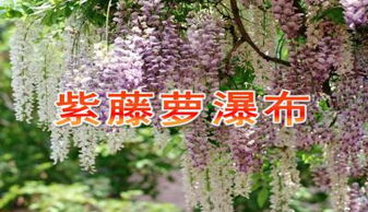  紫藤萝瀑布阅读理解--第1张