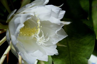  昙花图片唯美，短暂的美丽，永恒的回忆，昙花一现的美丽回忆，唯美昙花图片赏析--第1张