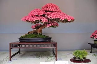  卫矛盆景，精致的艺术品与独特的生命力，卫矛盆景，精致的艺术品与独特的生命力--第1张