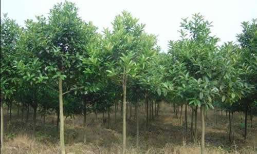  四季不落叶耐寒植物的魅力——从冬青到松树，冬青到松树，四季不落叶耐寒植物的魅力--第1张