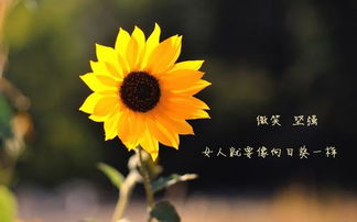  向日葵花语励志语录--第1张