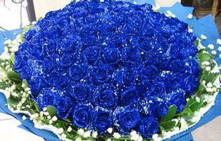  蓝色妖姬的寓意与象征--第1张