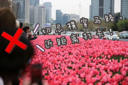 郁金香的花语文案，郁金香的花语，美丽与爱--第1张