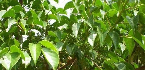  重阳木开花图片欣赏，重阳木开花之美，图片欣赏--第1张