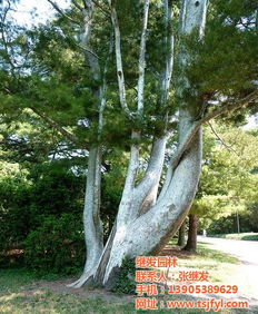  杜仲树图片，古老树种的美丽与神秘，杜仲树的神秘之美，古老树种的魅力展现--第1张