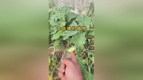  植物传播种子的奇妙世界--第1张