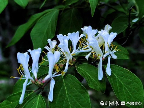  金银木的花是否为金银花？--第1张