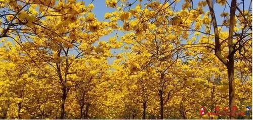  黄花风铃木10公分价格，影响价格的因素及市场行情分析，黄花风铃木价格及市场行情分析，价格影响因素及10公分价格探讨--第1张