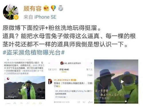  表达歉意之花的诠释--第1张