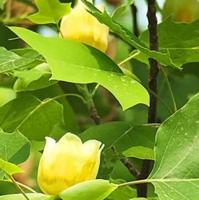  中国最珍稀的10种植物，中国最珍稀的10种植物，野生天山雪莲--第1张