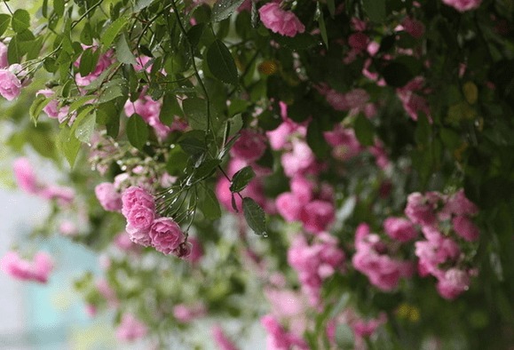  蔷薇花语是什么，蔷薇的花语，爱情、和平、友谊、勇气和献身。--第1张