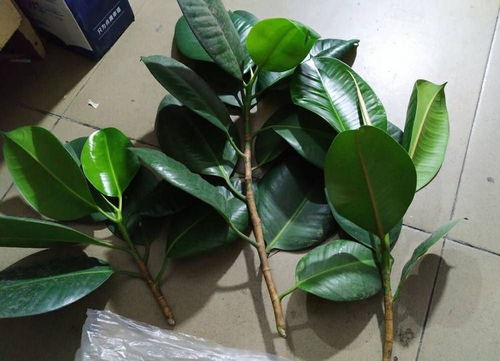  室内观叶植物--第1张