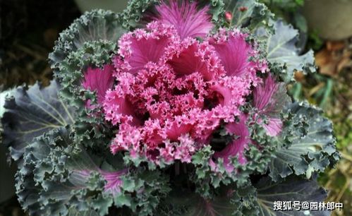 红千层花，冬天耐寒吗？，红千层花耐寒吗？--第1张