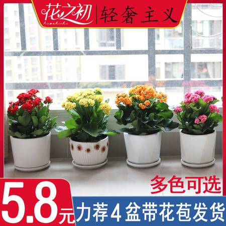  室内好养的花卉盆栽有哪些--第1张