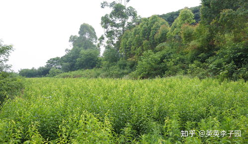  附近果苗批发基地，果园种植的理想选择--第1张