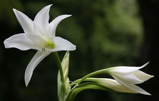  百合花开，关于百合花的美丽传说或故事标题，百合花开的美好寓意与传说--第1张