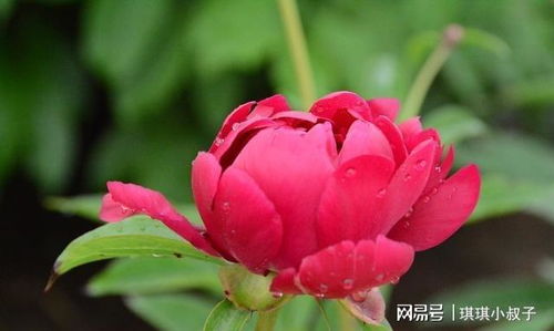  芍药的种植方法和注意事项，芍药的种植方法和注意事项，如何成功种植芍药并避免常见问题--第1张
