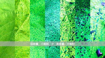  梭鱼草价格，影响购买决策的关键因素--第1张