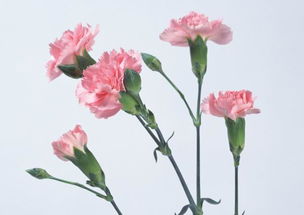  康乃馨花的含义，康乃馨花的花语，母爱、热情、魅力、真情、尊敬、钦佩、温馨的亲情、热爱着你。--第1张