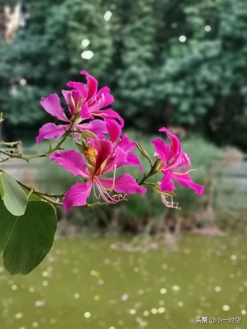  紫金花与紫荆花，美丽的花卉图片，紫荆花与紫金花，美丽的花卉图片欣赏--第1张