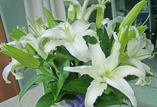  百合花的寓意和象征风水，百合花的风水寓意和象征，美好纯洁，带来好运和家庭和睦，是家居装饰的绝佳花卉。--第1张