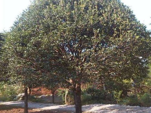  附近哪里有桂花树卖，附近哪里有桂花树卖？附近桂花树出售地点推荐--第1张