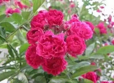   鲜花网推荐中国鲜花超市，一站式购花体验，中国鲜花超市，一站式购花体验，推荐鲜花网--第1张