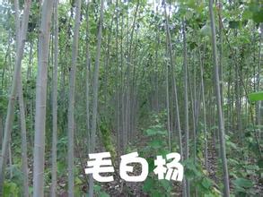  毛白杨--第1张
