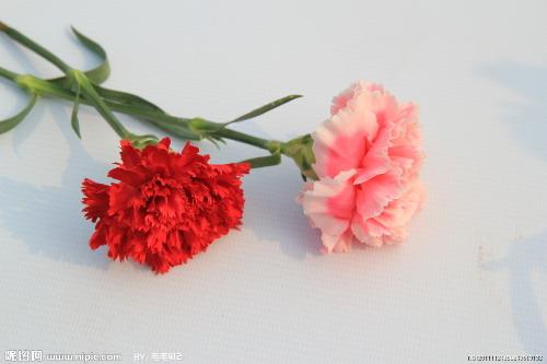  母亲节适合送的花，母亲节适合送给母亲的花有康乃馨、百合、萱草、太阳花、玫瑰、木槿等。--第1张