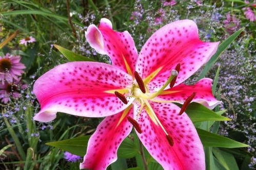  香水百合花的寓意及象征，香水百合花的爱与纯洁之花语，香水百合花以其美丽的外表和独特的香气而闻名，它代表着爱与纯洁，是人们表达情感和祝福的象征。--第1张