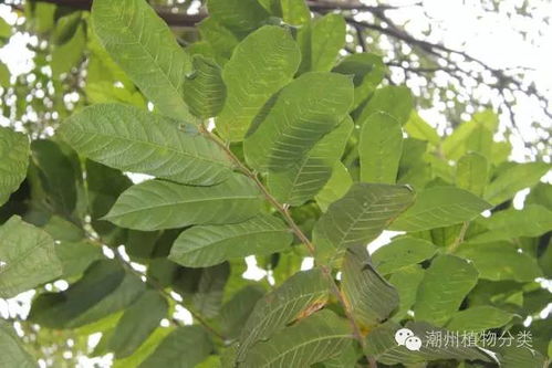  中国八大剧毒植物--第1张