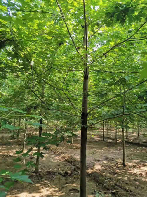  苗木信息指导价——掌握市场动态，优化采购决策，苗木信息指导价，掌握市场动态，优化采购决策--第1张