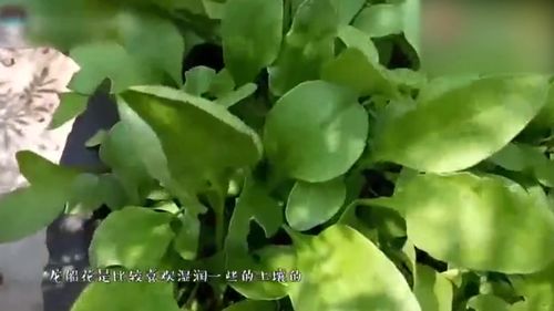 冬季有什么花会盛开--第1张