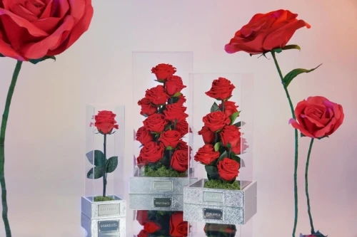  Roseonly永生花是真花吗？一文带你揭秘真相，Roseonly永生花是真花吗？一探究竟--第1张