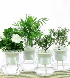  盆栽植物大全，盆栽植物大全，适合家居种植的常见植物推荐--第1张