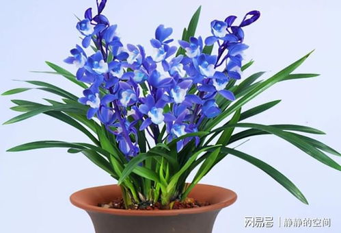  最美兰花高清图片--第1张