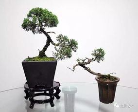  盆景交易网站选择指南--第1张