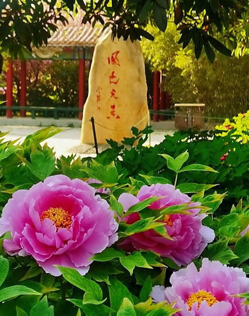  中国国花，官方认可的美丽之花，中国官方认可的美丽之花，中国国花--第1张