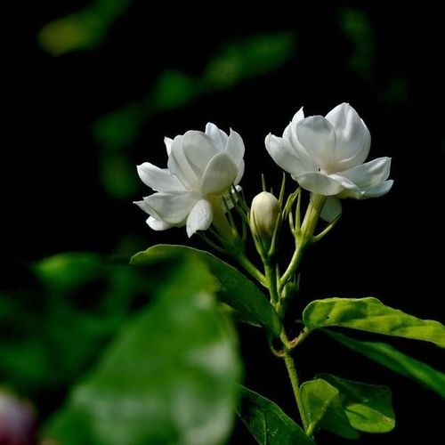  瑶花花语——美丽、纯洁与永恒的象征--第1张