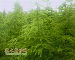  广玉兰树简介--第1张