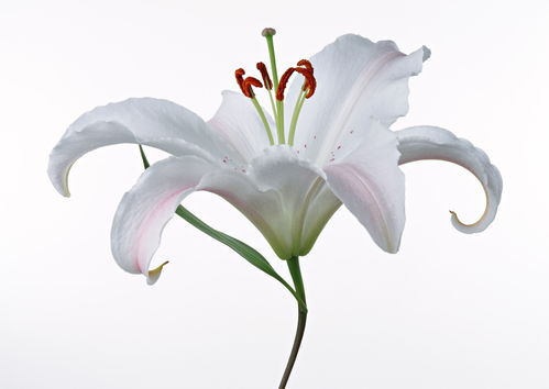  百合花花语与寓意的深度解读，百合花语的深度解读，从象征意义到文化内涵--第1张