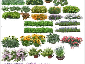 花卉绿植图片，自然之美与生命之力的完美结合，花卉绿植之美，自然与生命的完美融合--第1张