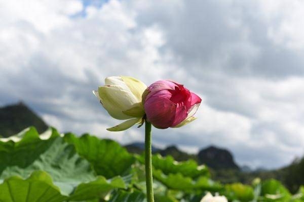  并蒂莲又叫同心芙蓉、并头莲、并蒂莲和合欢莲等。--第1张