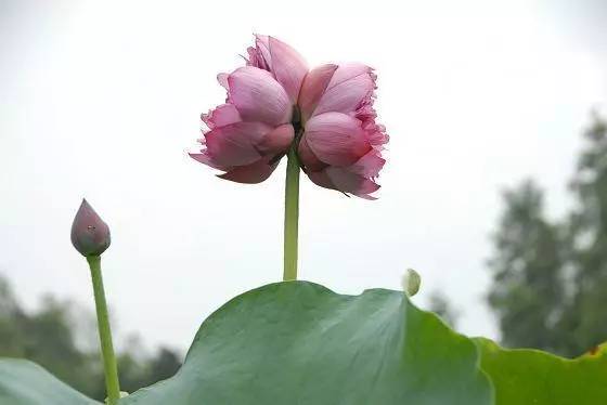  并蒂莲的图片，是，莲池中的并蒂莲之美景--第1张