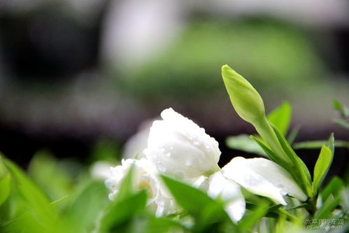 栀子花图片大全大图，感受春天的芬芳与美丽--第1张