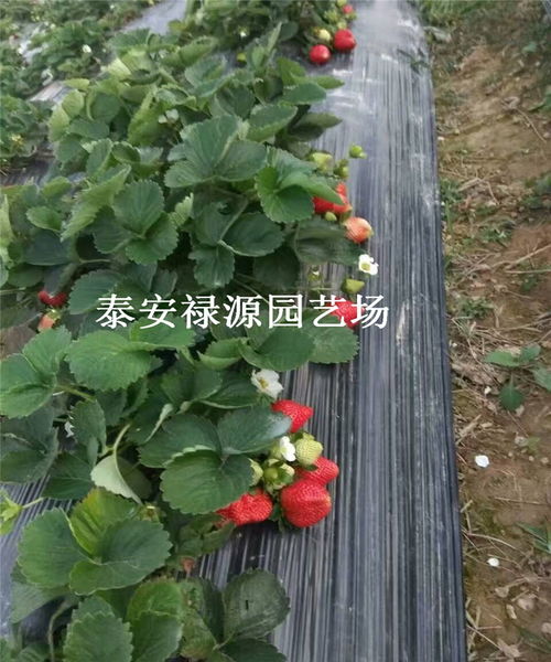  苗木综合单价分析--第1张