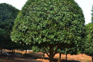  15公分桂花树多少钱一棵，15公分桂花树的价格--第1张